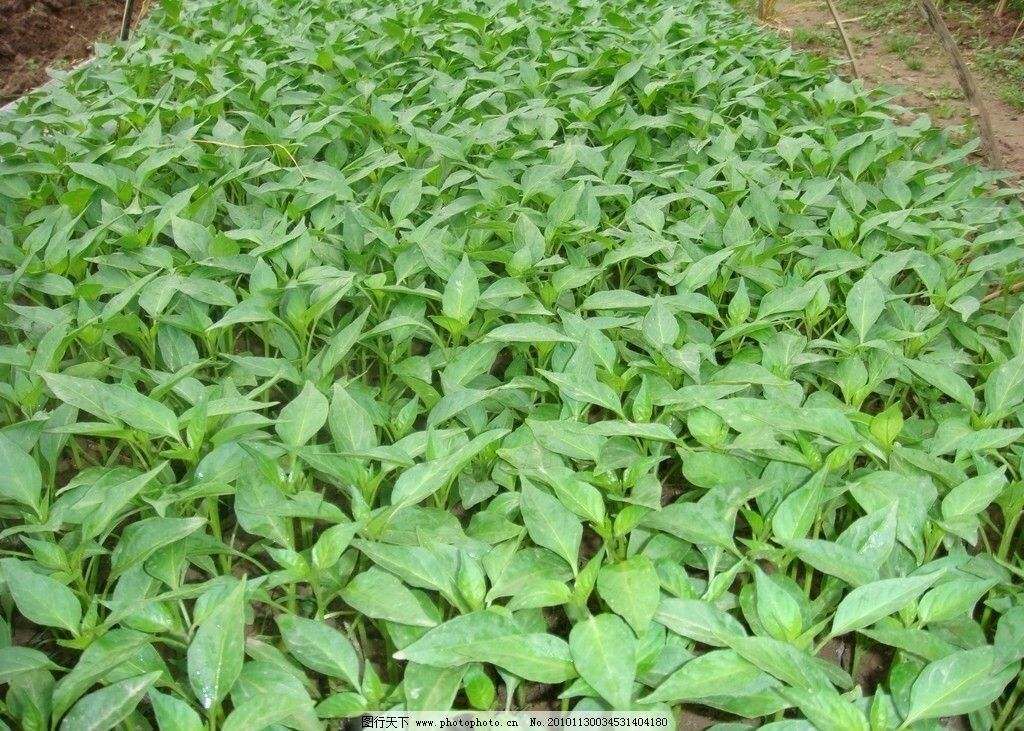 [朝天椒苗批发]朝天椒苗 10～14片真叶 价格0.3元/株 - 惠农网