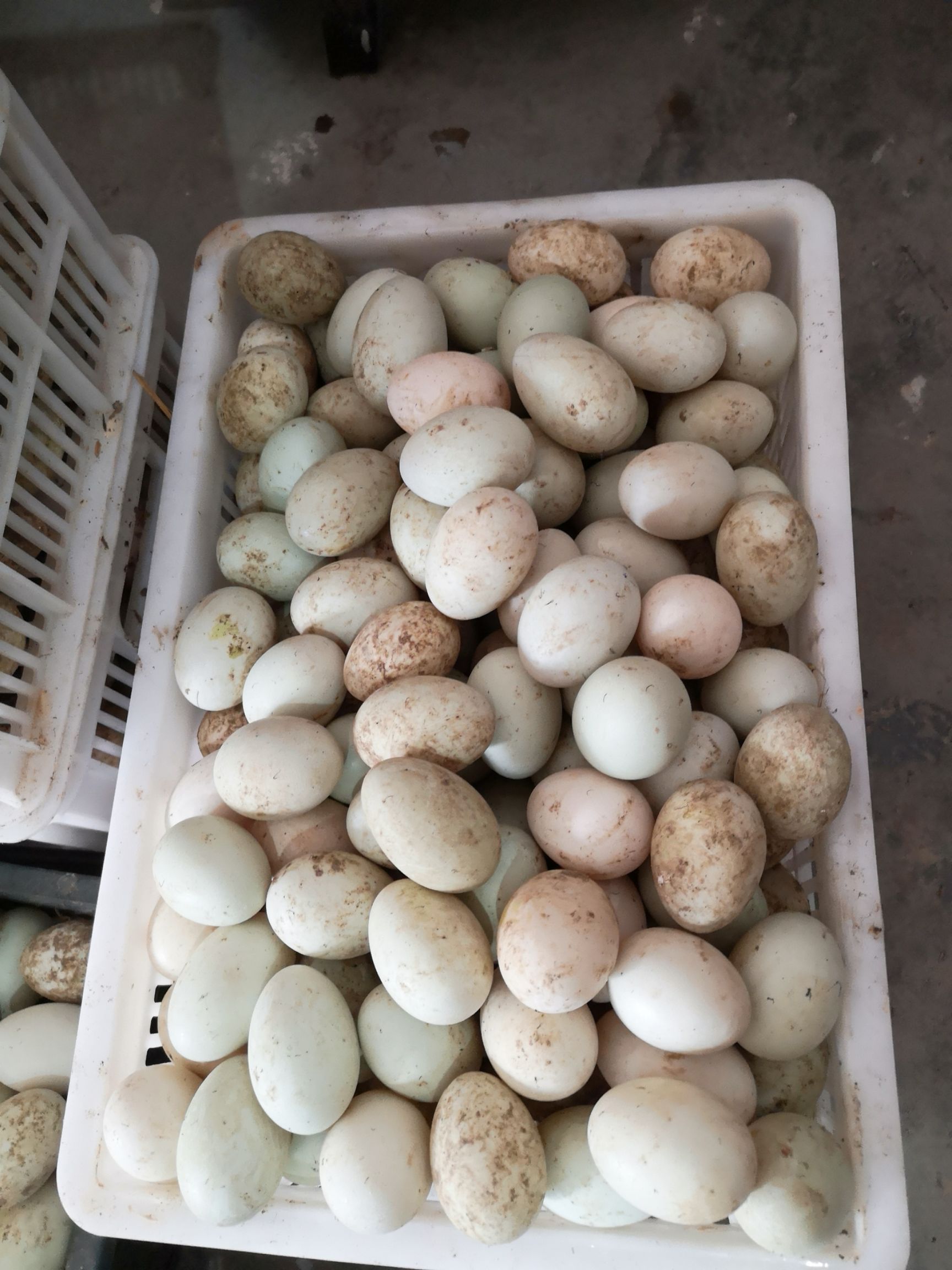 绿壳鸭蛋 散装 食用