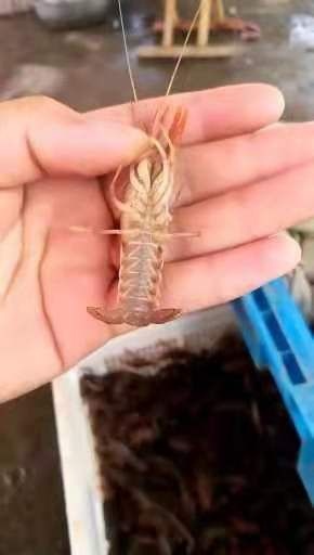 连云港龙虾苗 
