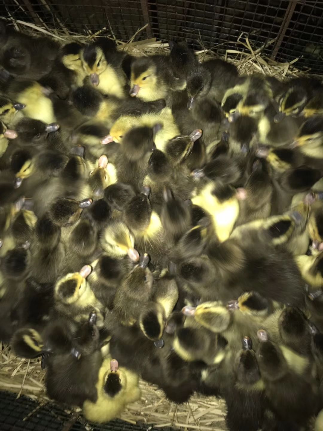 番鸭孵化过程图片图片
