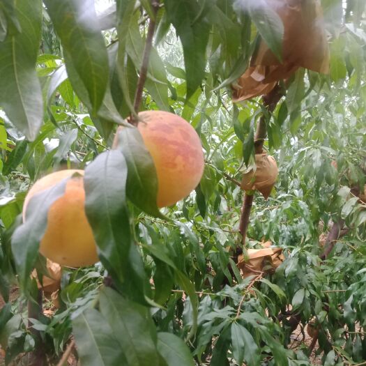 邹城市黄金蜜桃树苗 0.5~1米 