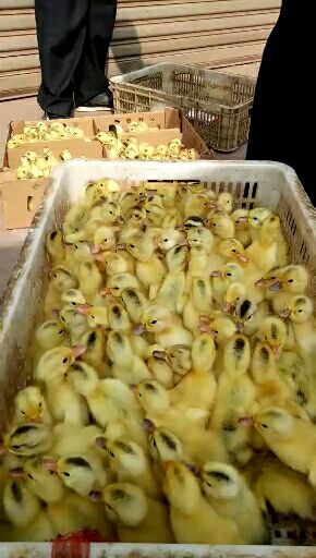 衡阳县江南一号蛋鸭苗