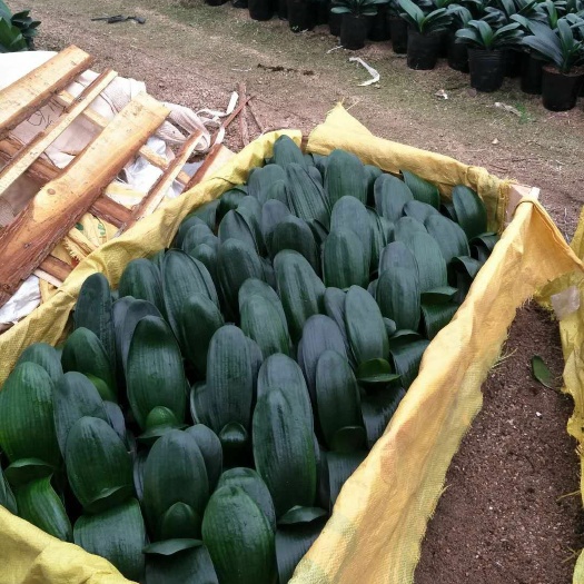 漳平市福建君子兰基地，室内外盆栽植物君子兰四季常青桌面盆栽植物