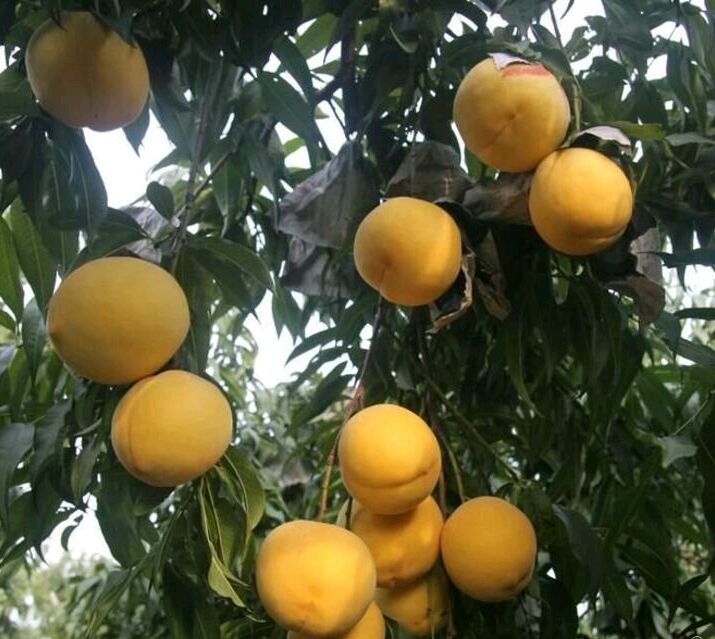 黄桃树苗 0.5~1米 