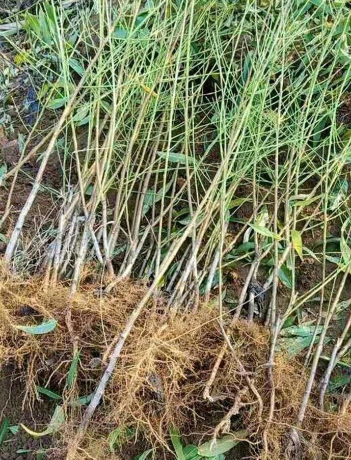 黄桃树苗 0.5~1米 