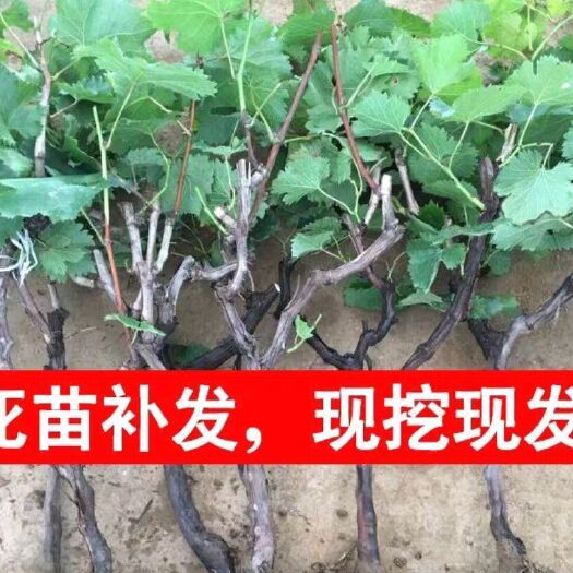 平邑县蓝宝石葡萄苗 