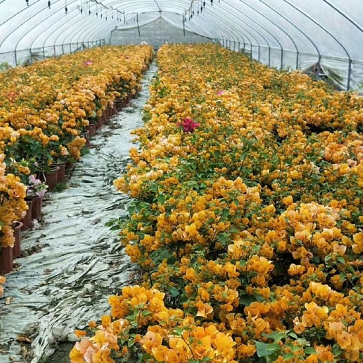 漳州黄花三角梅 0.2~0.5米 