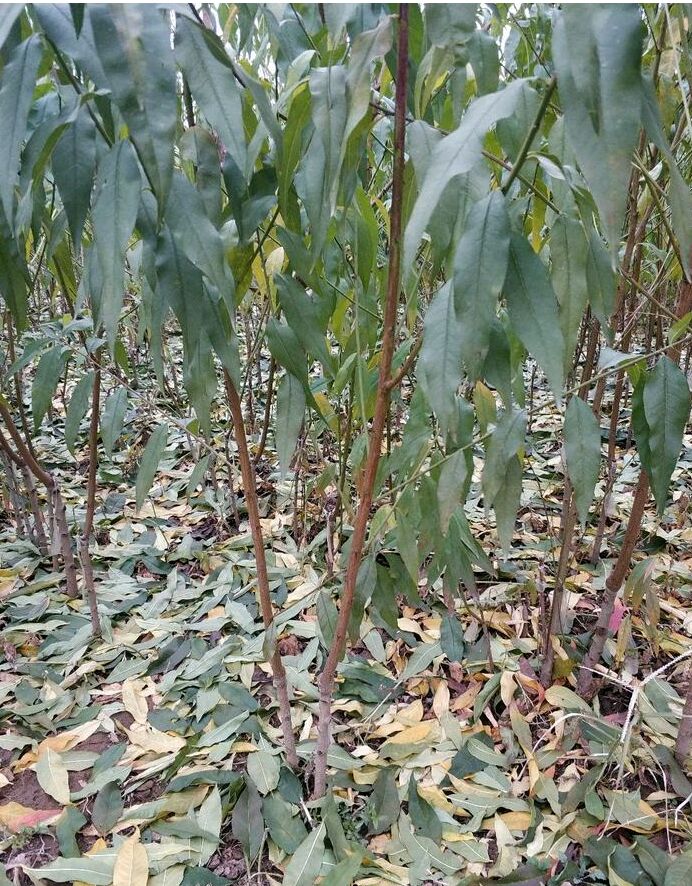 黄桃树苗 0.5~1米 