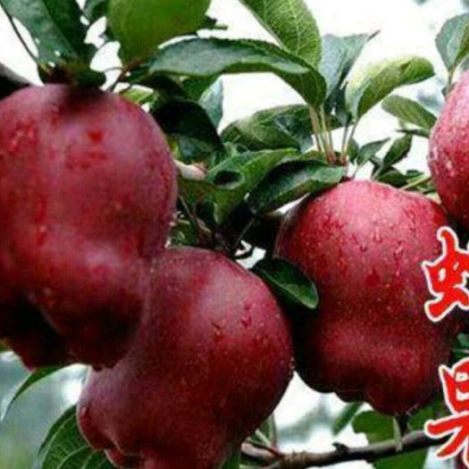 平邑县黑钻苹果树苗 1~1.5米 