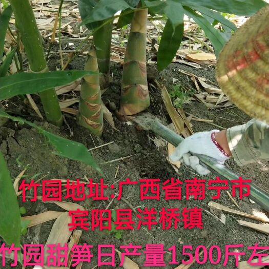 宾阳县甜竹笋 鲜笋 