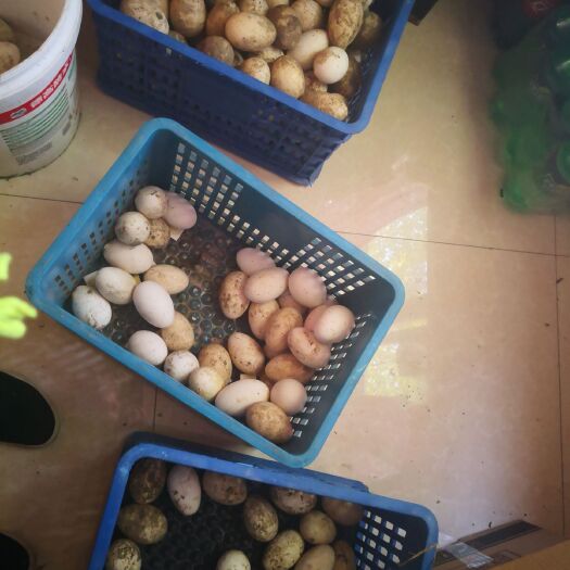 常熟市土鹅蛋 食用 散装 