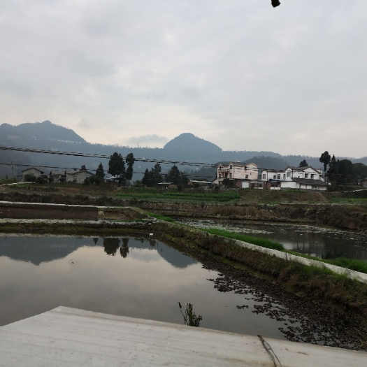 巴中小龙虾苗 