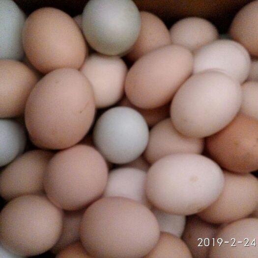 鄄城县柴鸡蛋 食用 散装 