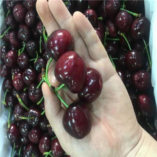平邑县玛瑙红樱桃树苗 品种纯正可签合同