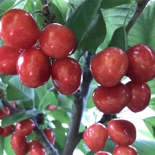 平邑县矮化樱桃苗 