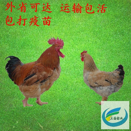 南宁K9鸡苗 外省可达，运输包 活，包打疫苗，成活 高，一等好苗