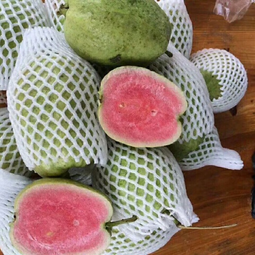 灵山县红宝石少籽芭乐苗