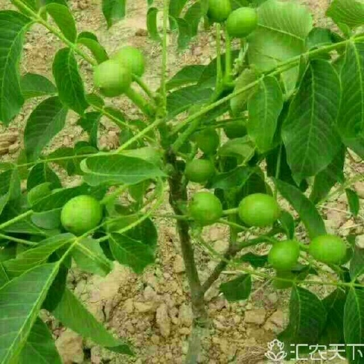 绛县薄皮核桃苗
