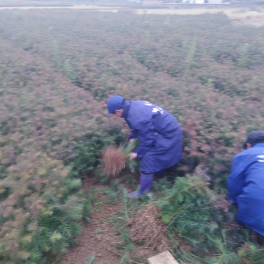 安福县杉木树苗  杉树苗