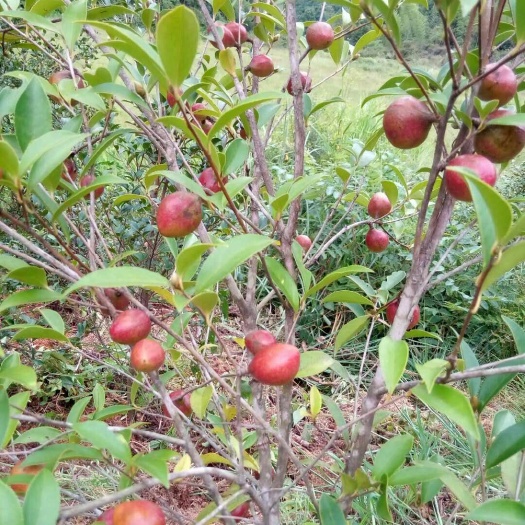 南雄市野生山茶油 
