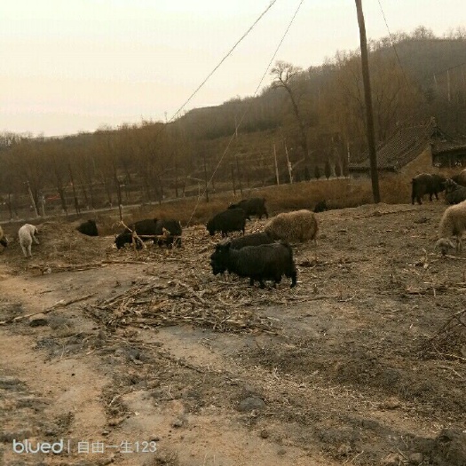 阳泉土山羊 80-110斤 