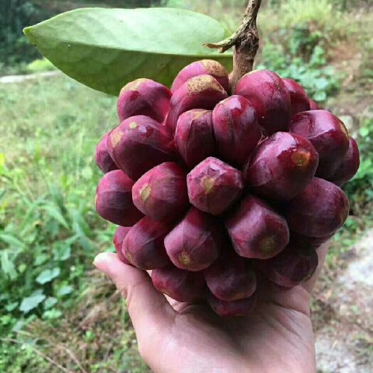 巫溪粉红一号 