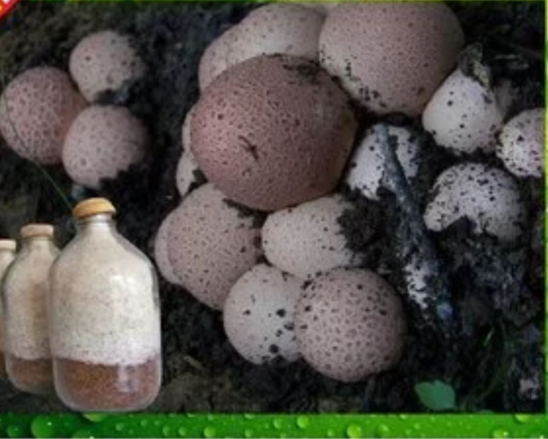 竹荪菌种  红托竹荪出菇包
