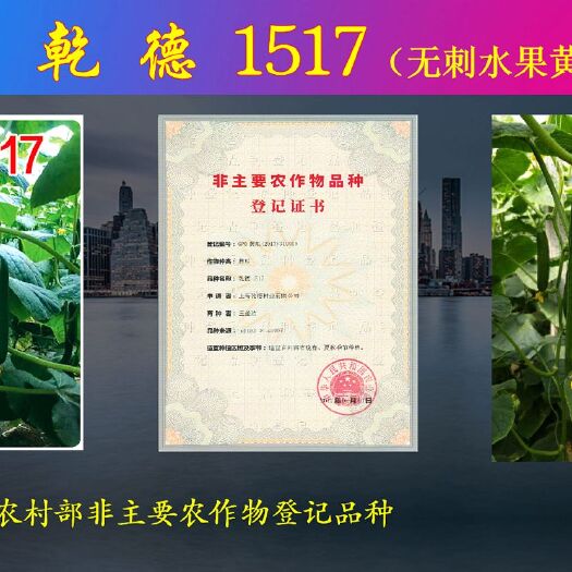 寿光市乾德1517  无刺水果黄瓜种子
