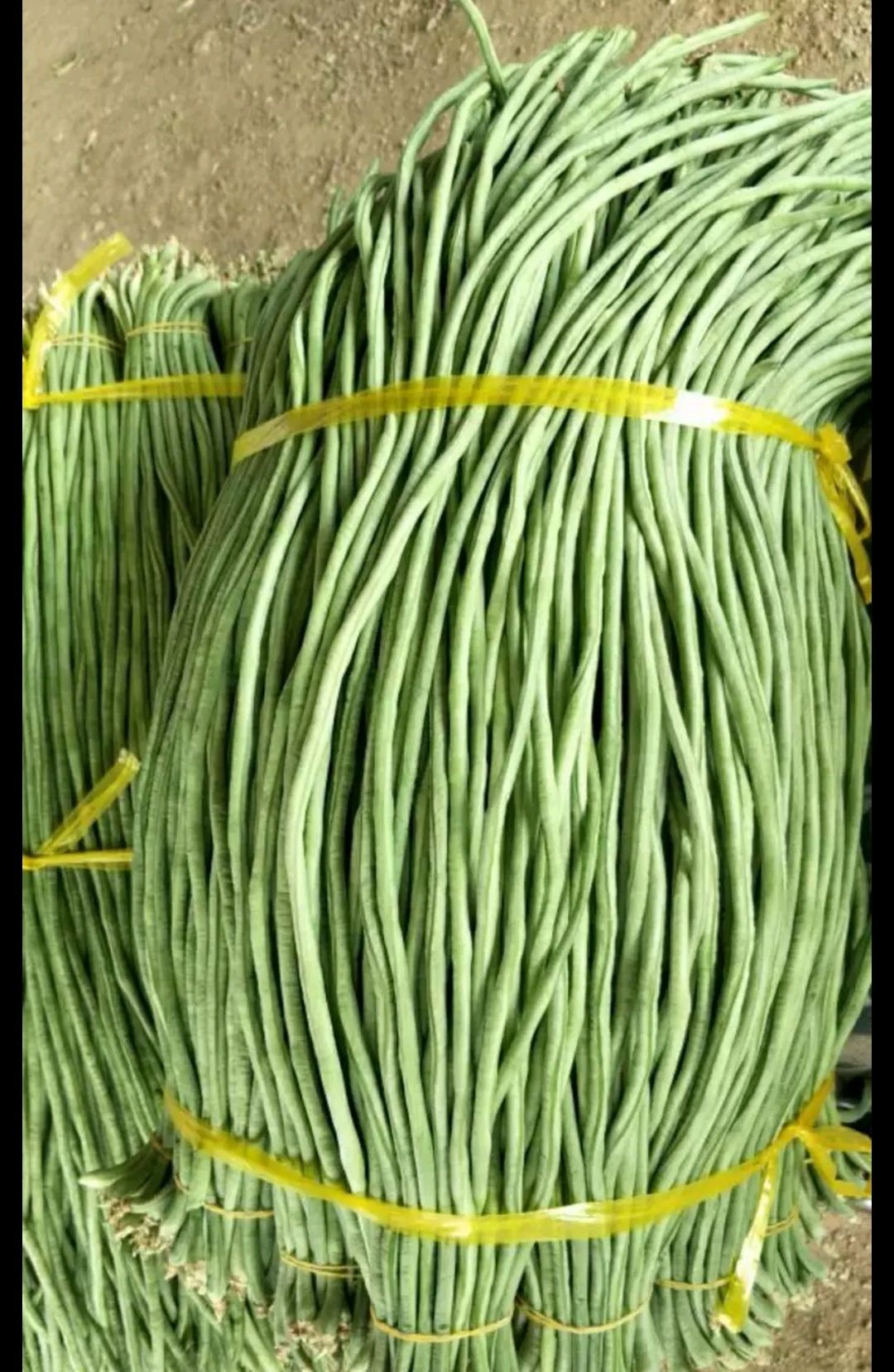 白花四季豆 15cm以上