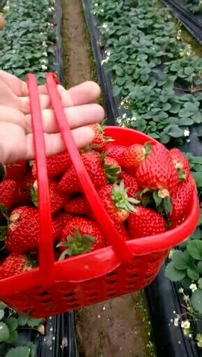 甜宝草莓 统果现摘 3月后不发快递