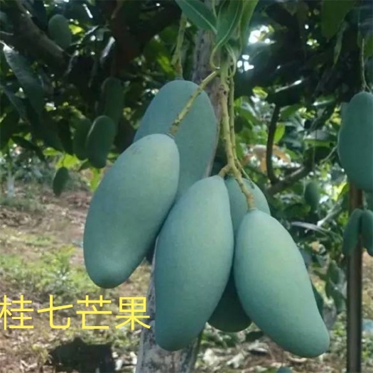 桂七芒果苗  金煌芒贵妃芒海特台农
