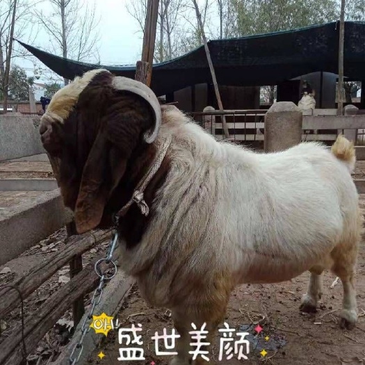 徐州波尔山羊 30-50斤 
