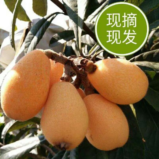 米易县米易枇杷 0.4 - 0.7两