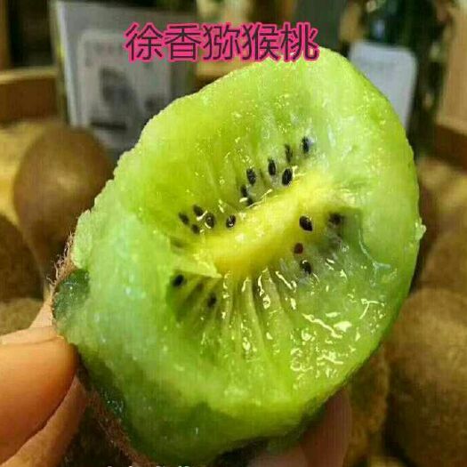 平邑县徐香猕猴桃苗 嫁接苗 