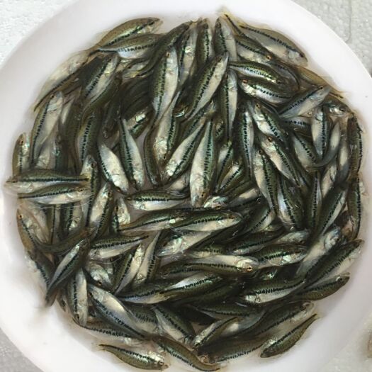 鹤山市 加州鲈鱼苗  鲈鱼苗 大口黑鲈 七星鲈 路亚鱼苗 肉食性鱼苗