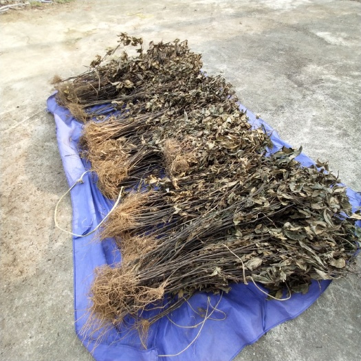 接骨草 九节风草珊瑚
