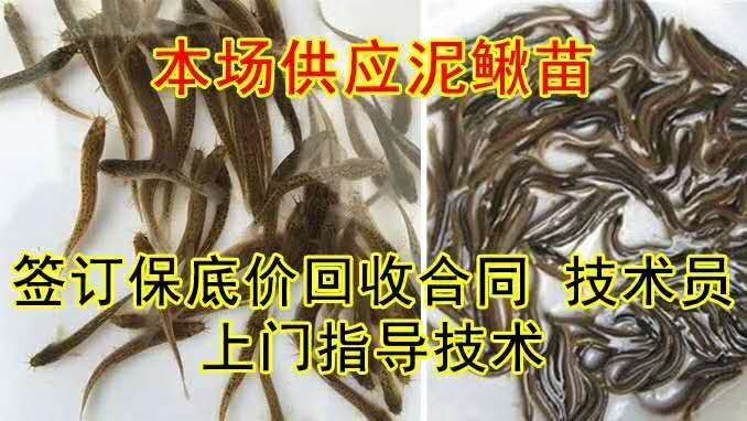 徐州青色泥鳅苗 