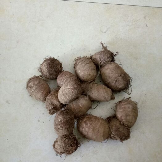 昌乐县毛芋头 通货 