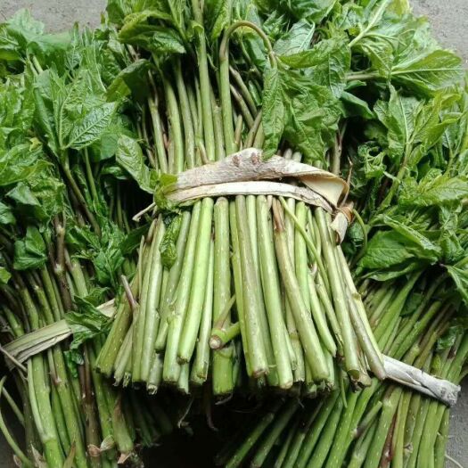 丹东野芹菜 