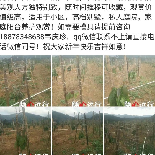 平乐县景观盆栽 