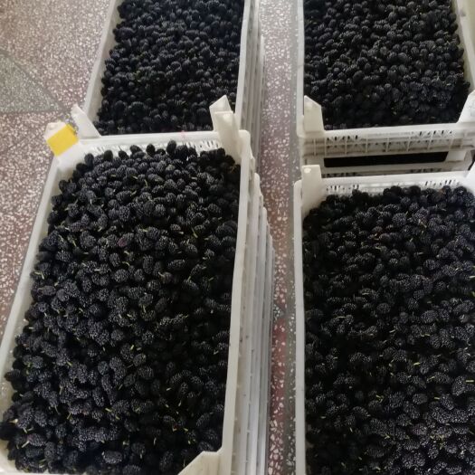 大连果桑苗 