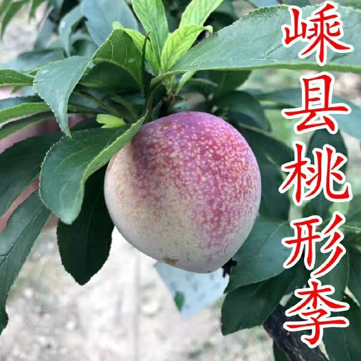 嵊州市桃形李苗  正宗嵊州桃形李树苗李子果树苗红心李子苗