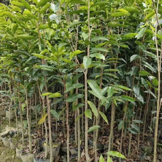茂名奇楠沉香树 奇楠沉香大量供应奇楠