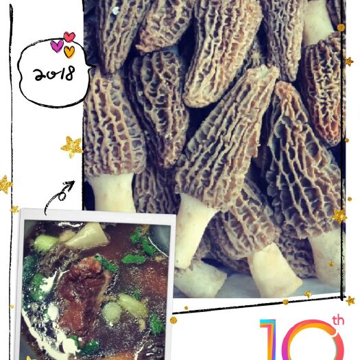 丹东羊肚菌 鲜货 8cm以上 尖顶 灰黑色 野生 