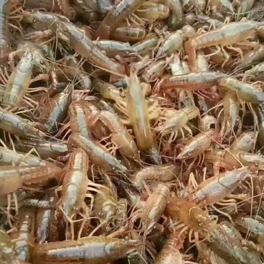 益阳龙虾苗  自家塘口小龙虾虾苗,120尾左右，八年信誉品质保证