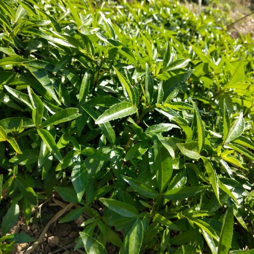 德昌县九叶青花椒苗 