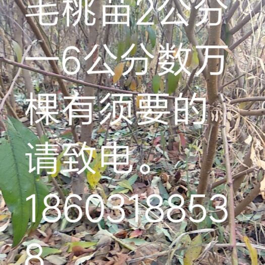 深州市嫁接桃树苗 1.5~2.0米 