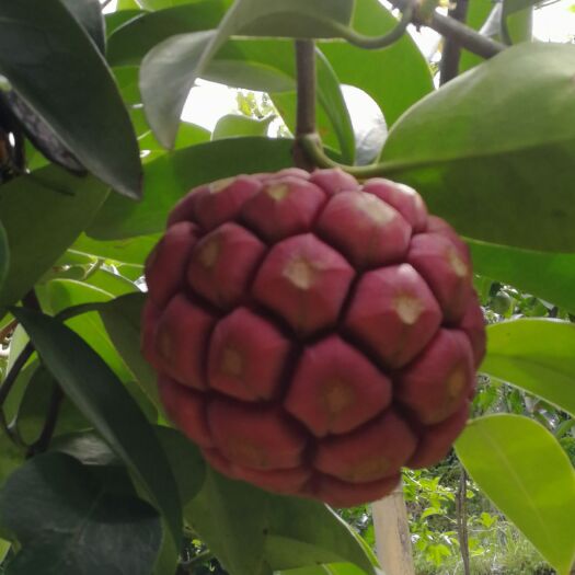 全州县粉红黑老虎苗 