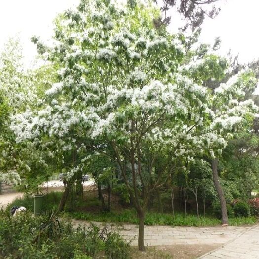 沭阳县流苏树  流苏树苗 油根子树苗
