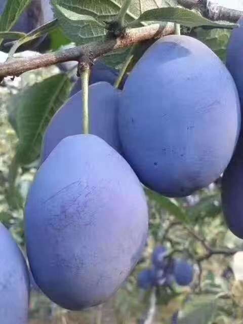 肥城市西梅李树苗 